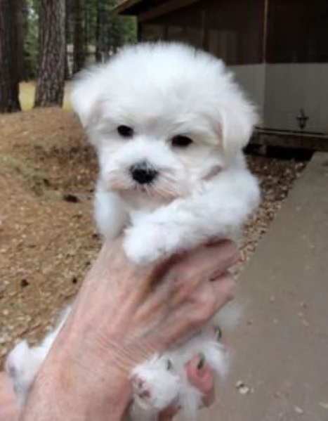 Maltipoo toy cuccioli | Foto 3