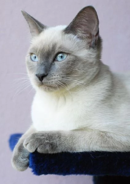 Siamese tradizionale gattini | Foto 2