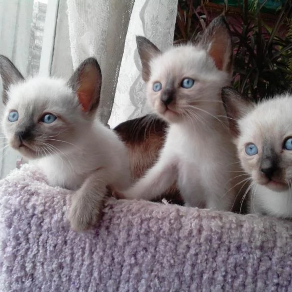 Siamese tradizionale gattini | Foto 1