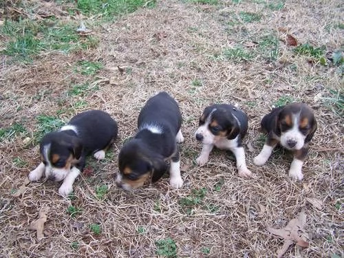 Beagle tricolore cuccioli | Foto 2