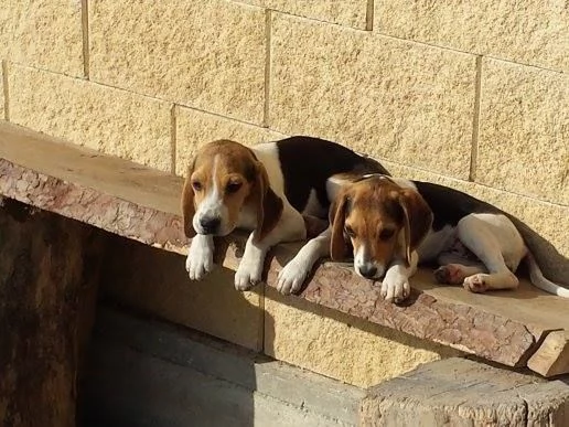 Beagle tricolore cuccioli