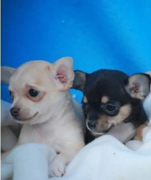 Chihuahua toy e mini toy (DA BORSETTA) | Foto 3