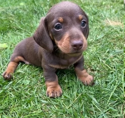 Bassotto nano cuccioli