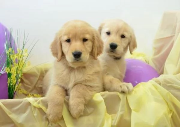 Golden Retriver cuccioli