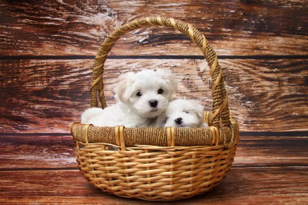 Maltese toy cuccioli