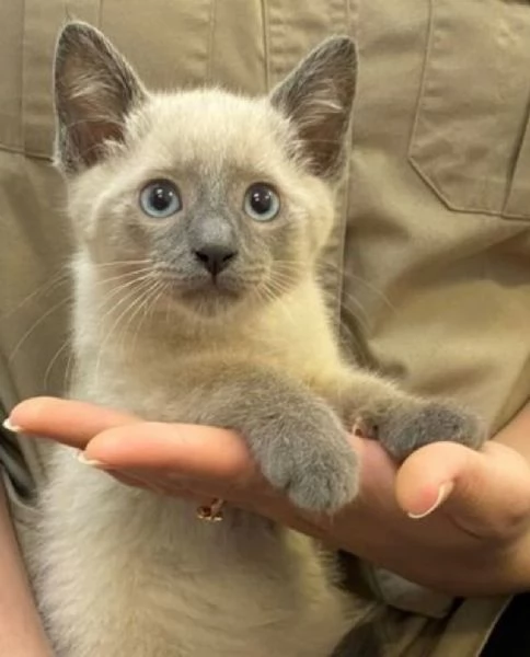 Siamese tradizionale gattini