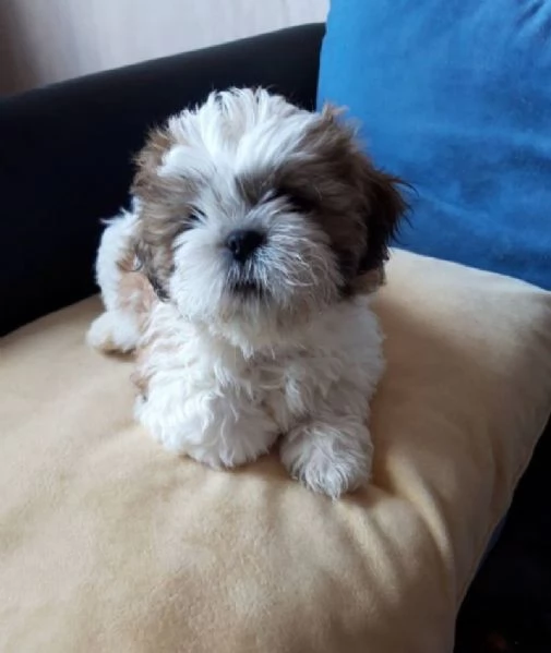 Shih Tzu femminuccia | Foto 0