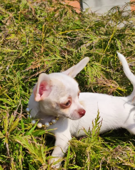 Chihuahua toy femminuccia