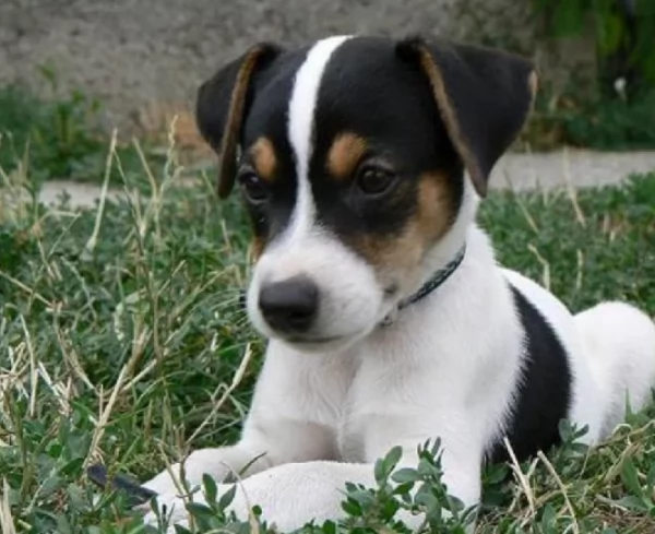 Jack Russell maschietti | Foto 2