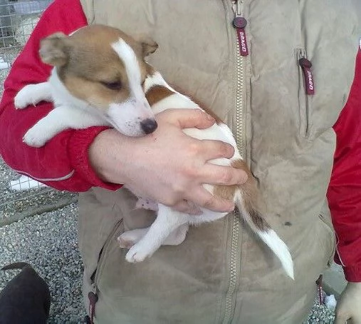 Jack Russell maschietti | Foto 0