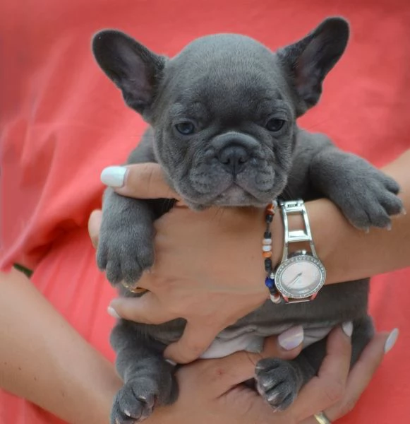 Bouledogue francese cuccioli | Foto 2