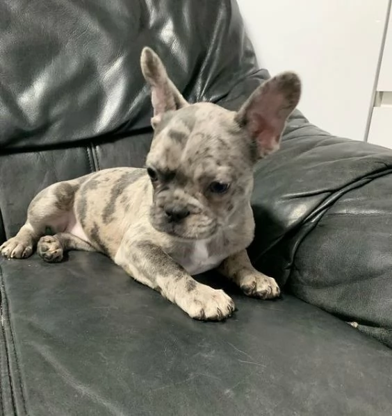 Bouledogue francese cuccioli