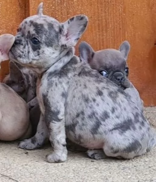 Bouledogue francese cuccioli | Foto 0