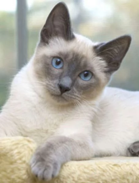 Siamese tradizionale gattini