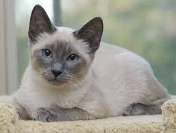 Siamese tradizionale gattini | Foto 3