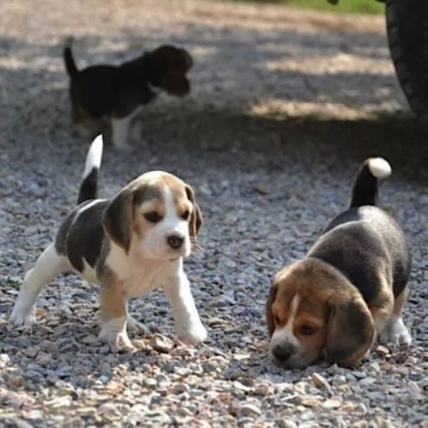 Beagle tricolore cuccioli | Foto 0