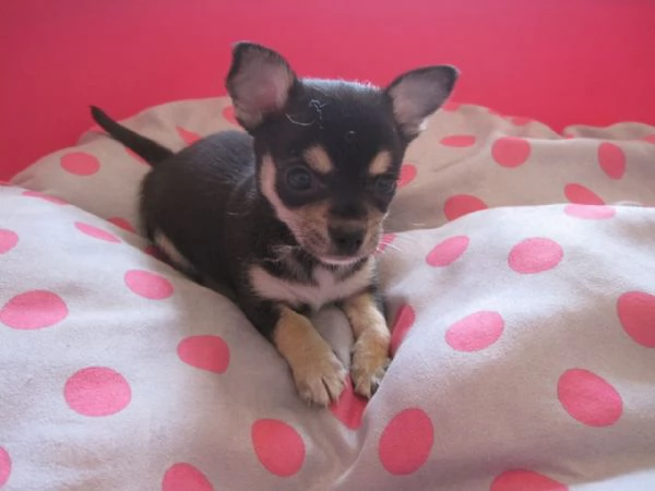 Chihuahua toy maschietto