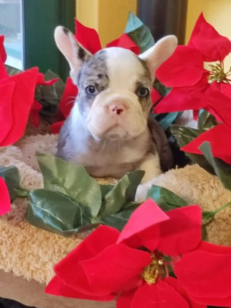 Bouledogue francese femminucce | Foto 0