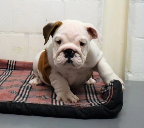 Bulldog Inglese cuccioli | Foto 2