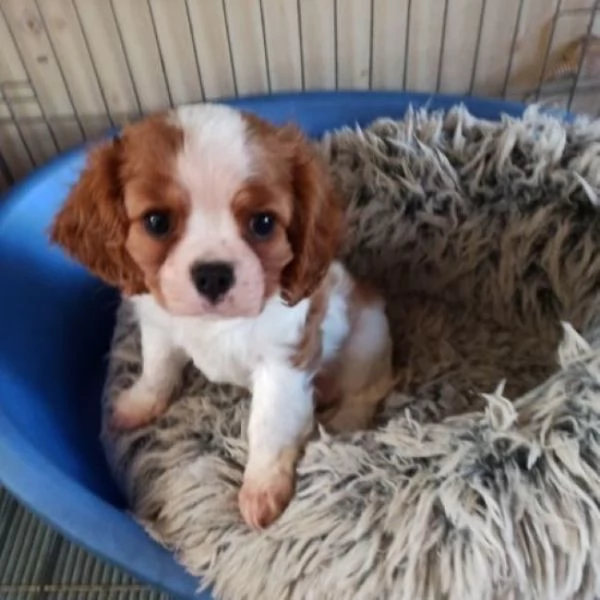 Cavalier King taglia piccola | Foto 1