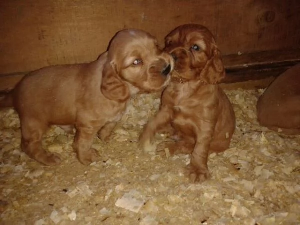 Cocker Spaniel maschietti | Foto 1