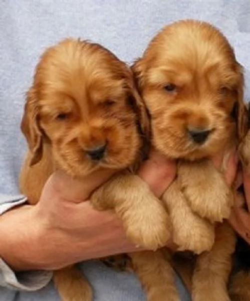 Cocker Spaniel maschietti