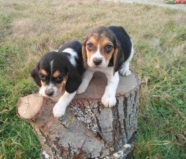 Beagle tricolore cuccioli | Foto 2