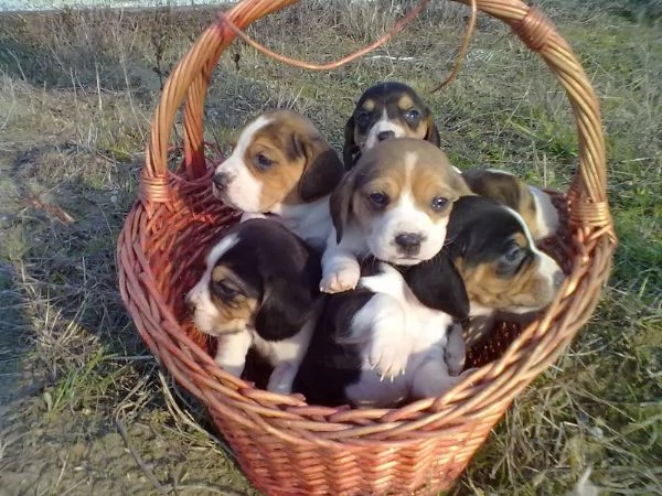 Beagle tricolore cuccioli