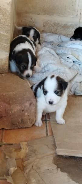 Regalo cuccioli  da caccia | Foto 0