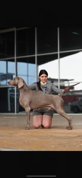 Cuccioli di Weimaraner con Pedegree Enci