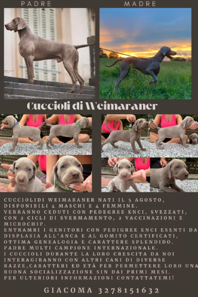 Cuccioli di Weimaraner con Pedegree Enci | Foto 4