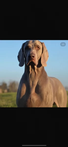 Cuccioli di Weimaraner con Pedegree Enci | Foto 3