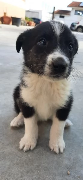 Cuccioli adorabili di Collie e Segugio cercano casa | Foto 4