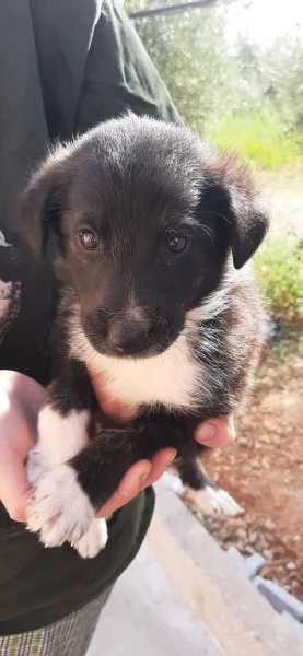 Cuccioli adorabili di Collie e Segugio cercano casa | Foto 1