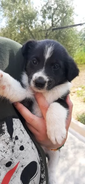 Cuccioli adorabili di Collie e Segugio cercano casa | Foto 0