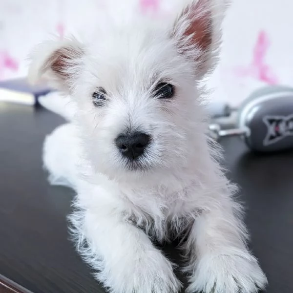 West Highland white Terrier 