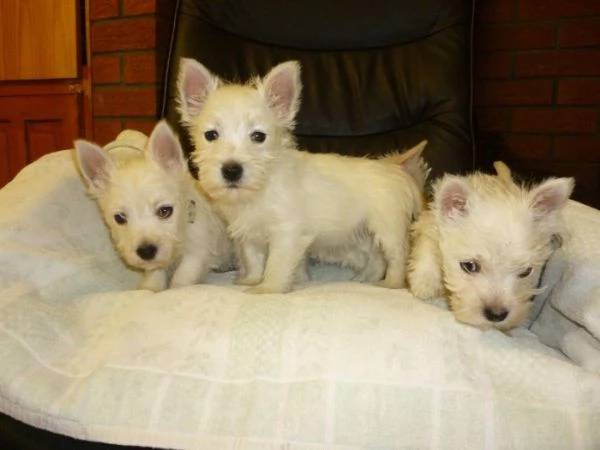 West Highland white Terrier 