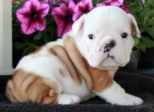 Adorabili cuccioli di bulldog inglese in cerca di una nuova casa