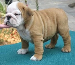 Bulldog 