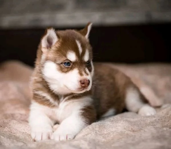 Cuccioli di husky in adozione