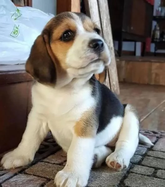 Disponibili adorabili cuccioli di Beagle tricolore (nero, marrone chiaro e bianco) maschi e femmine