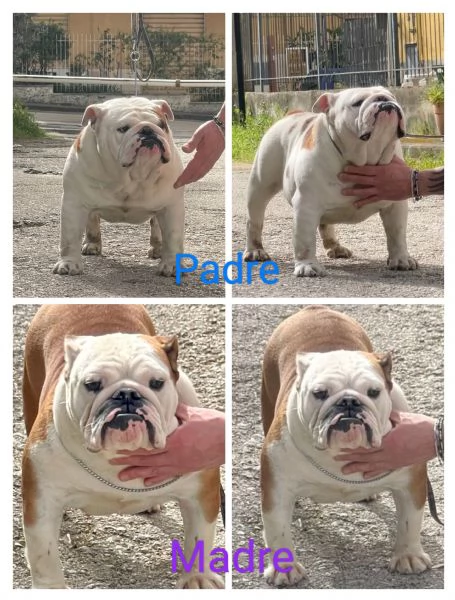 2 splendide cucciole di BULLDOG INGLESE | Foto 0