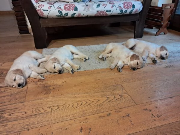 Vendo cuccioli di golden retriver angloamericani  | Foto 3