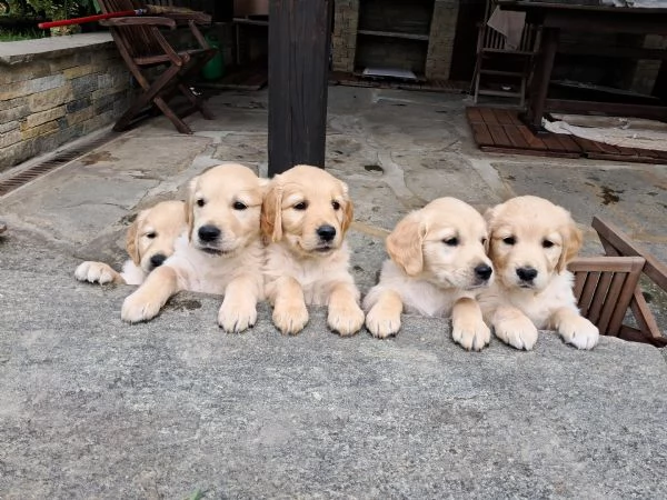 Vendo cuccioli di golden retriver angloamericani  | Foto 2