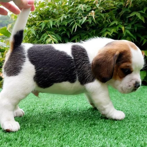 Dolci cuccioli di Beagle maschi e femmine!!