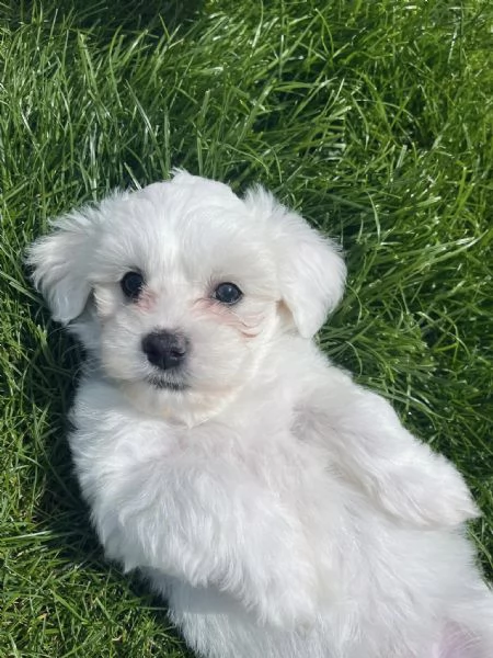 Maltese toy cuccioli