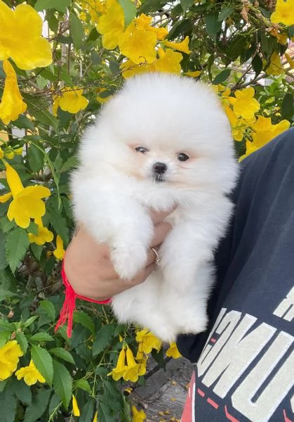 SPITZ DI POMERANIA NANO/BIANCO | Foto 0