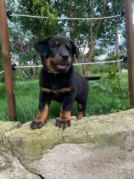 cuccioli pastore della beauce