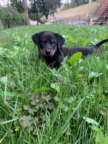 cuccioli pastore della beauce | Foto 0