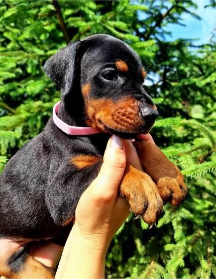 Cuccioli di Doberman